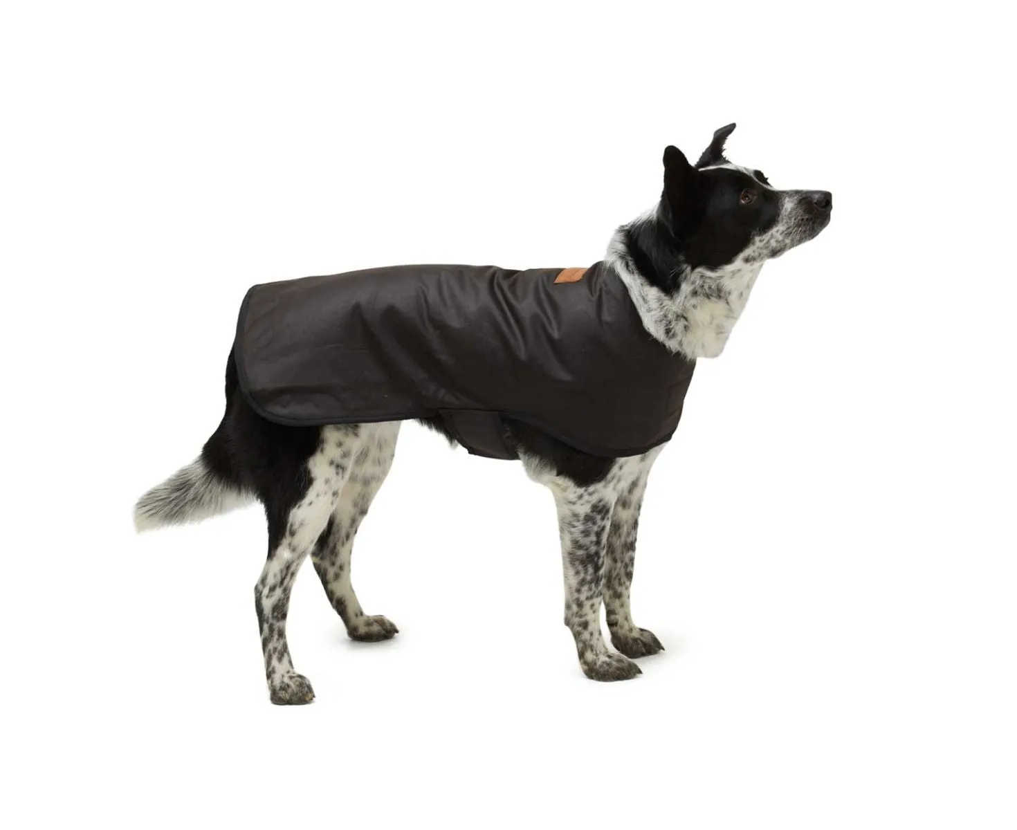 Dog Coat Woollen Lined Oilskin